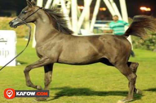 مربط المها للخيول العربية