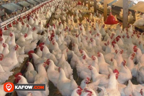 Bin Hamoodah Poultry Farm (Eggs Farm)