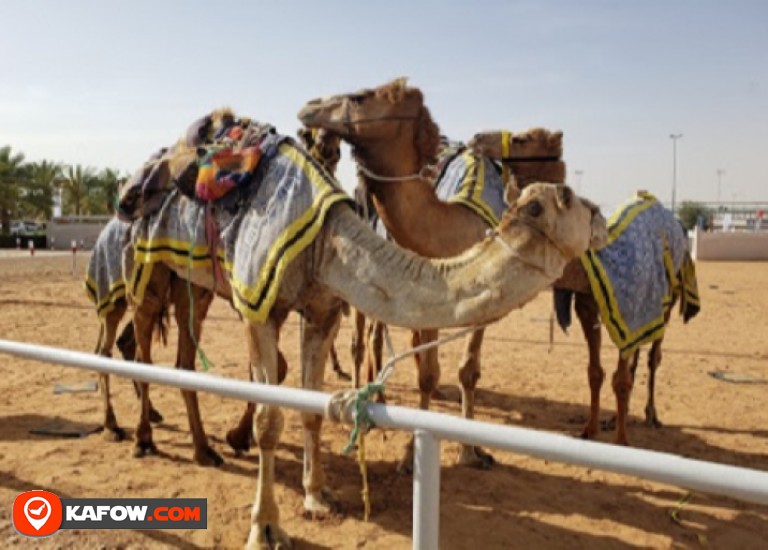 Dubai Camel Racing Club