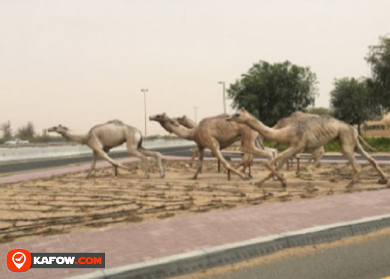 Al-Rokaiat field for camel racing