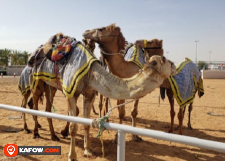 Al Dhaid Camel Racing Field