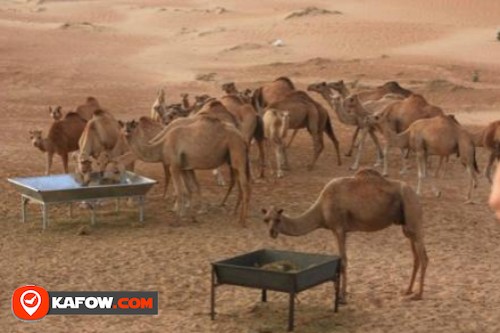 Masaken camel farm