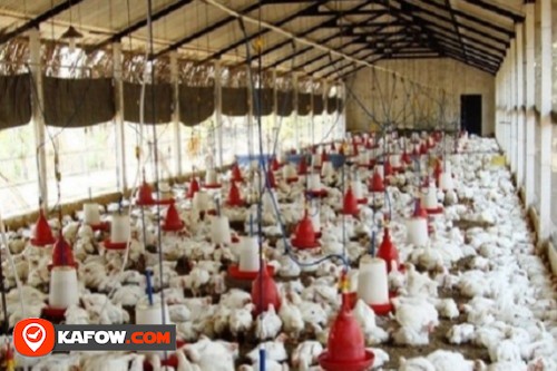 Ideal Poultry Farm