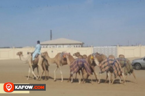 Aljabib Camel Racing Track