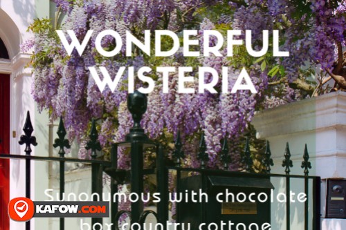 Wisteria flower & chocolate