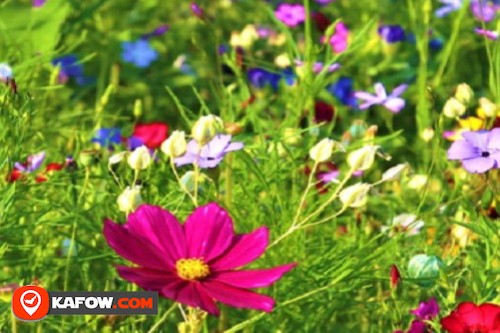 Hamed & Khalid Rose & Flower Trading Store