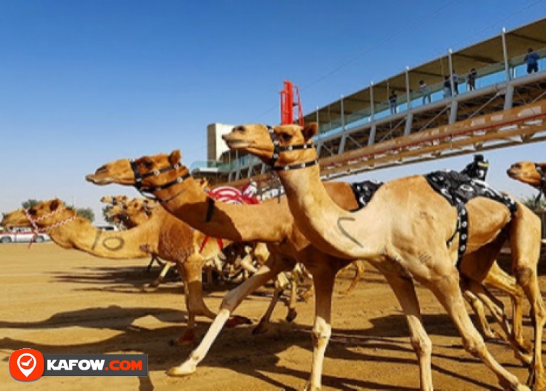 Al Marmoum field for camel racing