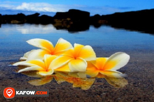 Ocean Flowers