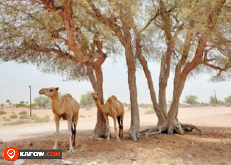 Al Ketbi Camel Farm