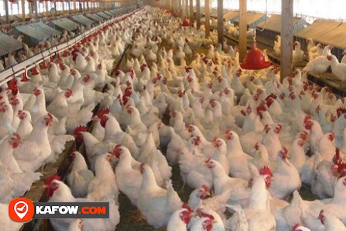 Arab Co for Poultry Production
