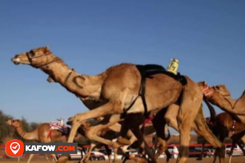 Umm Al-Oosh Track Camel Race