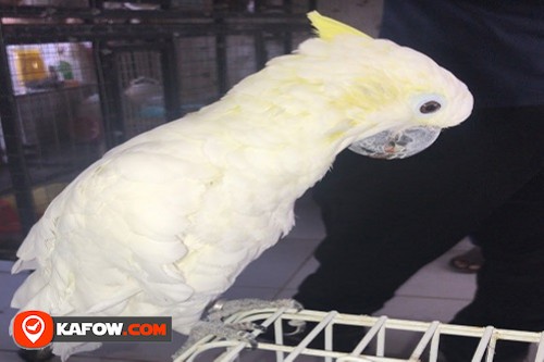Falcon Garah trade birds and pets