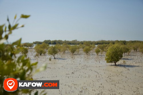 Mangrove Tree Reserve / Al Bateen Beach