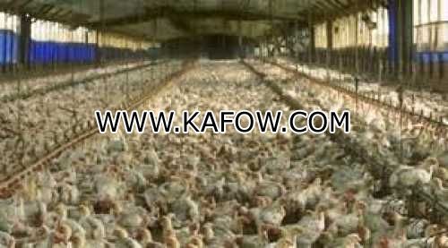 Emirates National Poultry Farms LLC