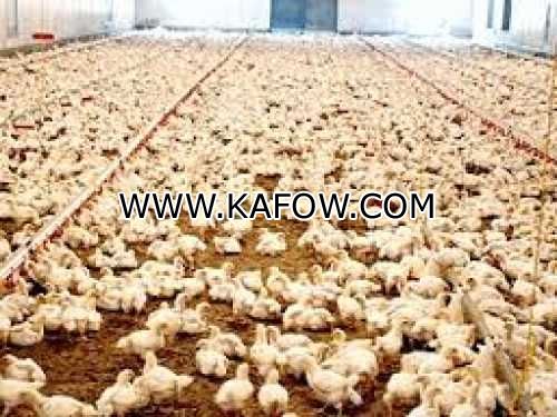 Al Ain Poultry Farm