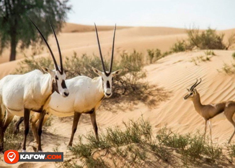 " محمية المرموم " أول محمية صحراوية غير مسورة في الإمارات