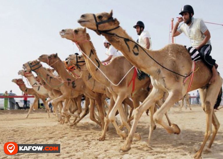 Camel Race Track