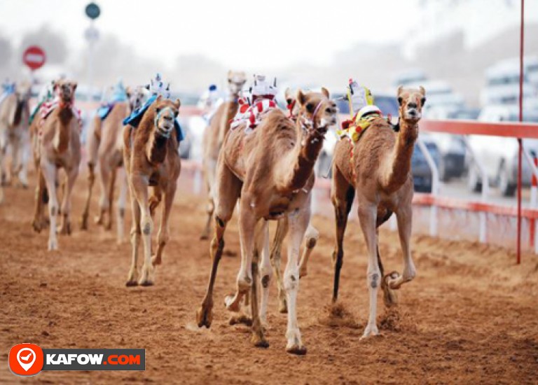 Camel Race Track Market