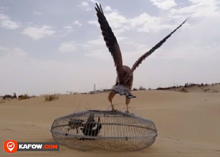 Al Shahin Falcon Hunting Line